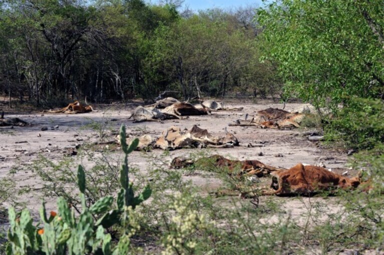 Il Gran Chaco è un ecosistema la cui biodiversità è minacciata dalla deforestazione, assieme al suo popolo autoctono