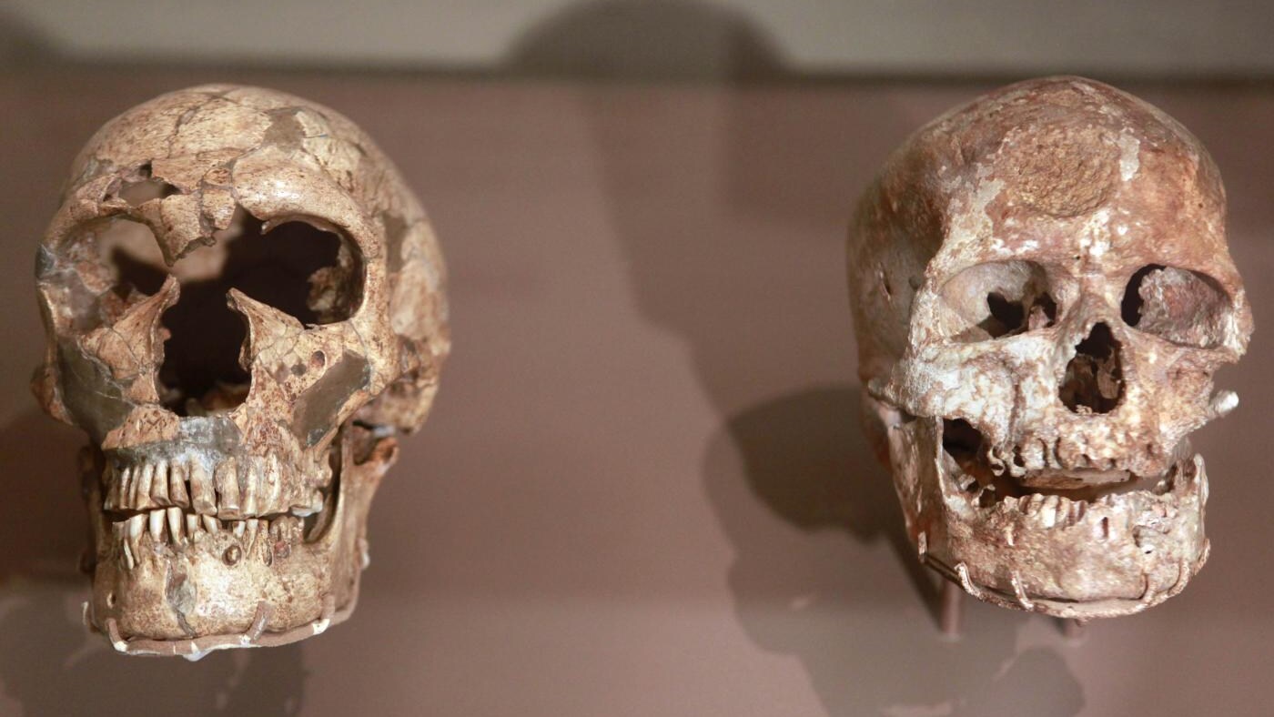 Il successo evolutivo della nostra specie non è riconducibile ad un solo elemento. Una recente ricerca, ad esempio, ha sottolineato come anche i bulbi olfattivi dell'Homo sapiens, più sviluppati di quelli del Neanderthalensis, potrebbero aver giocato un ruolo chiave, assieme a numerosi altri fattori.