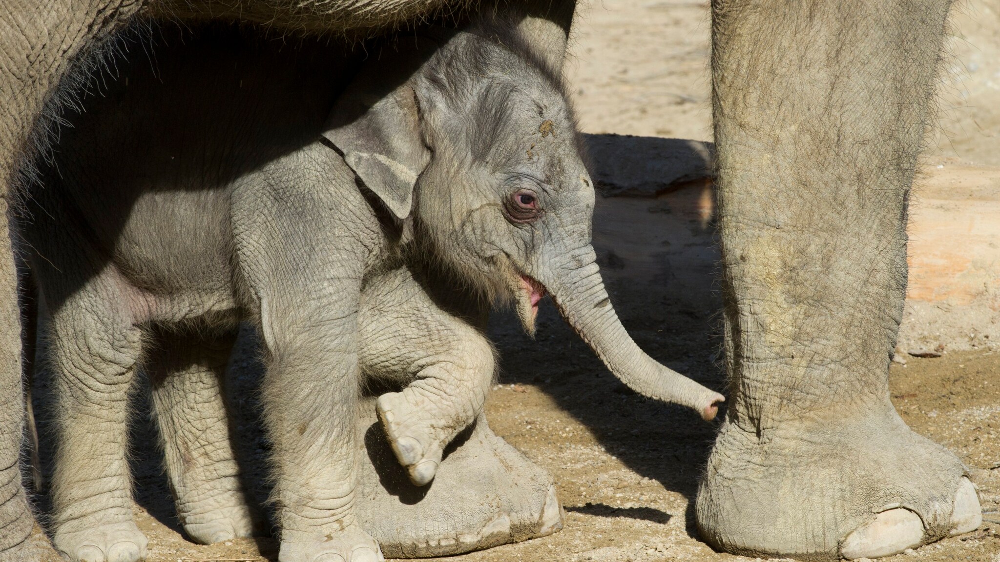 All interno dello zoo di Monaco, la morte dell'elefante Lola, tre mesi, nata con una grave malformazione cardiaca, è stata vissuta da tutti gli elefanti come un grande momento di aggregazione, i pachidermi si sono stretti attorno alla madre della piccola, condividendo il dolore per la perdita.