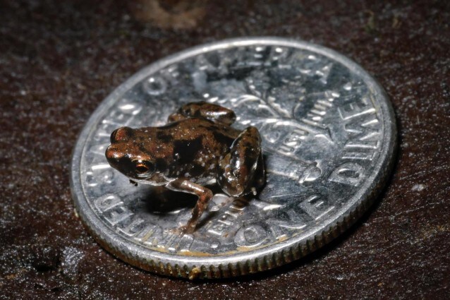 Tra le numerose scoperte negli ultimi mesi nell'area del Sud Est asiatico c è anche la rana più piccola del mondo, misura appena 7.7 millimetri e può tranquillamente adagiarsi al centro di una moneta.