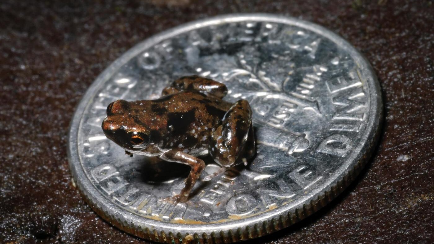 Tra le numerose scoperte negli ultimi mesi nell'area del Sud Est asiatico c è anche la rana più piccola del mondo, misura appena 7.7 millimetri e può tranquillamente adagiarsi al centro di una moneta.