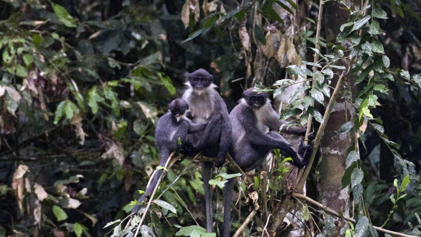 Da qualche anno gli scienziati temevano che Presbytis hosei canicrus, rara scimmia arboricola, si fosse estinta e che tra le foreste indonesiane non fosse più possibile incontrarne un solo esemplare. E invece, inaspettatamente, una recente spedizione è riuscita a scovarla.