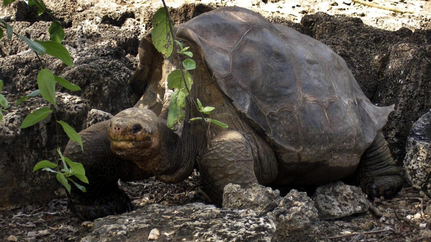 Censita dal naturalista britannico Charles Darwin durante lo storico viaggio che lo portò a toccare le coste delle isole Galapagos nel 1835 e ritenuta estinta poco tempo dopo, questa specie potrebbe invece esistere ancora, la prova nel corredo genetico delle sue discendenti ibride.