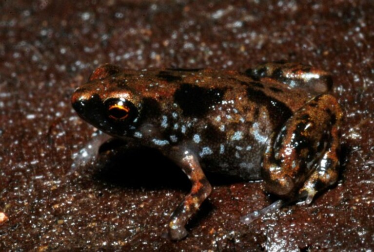 Tra le numerose specie scoperte negli ultimi mesi nell'area del Sud Est asiatico e dell'Oceania vicina c è anche la rana più piccola del mondo, misura appena 7.7 millimetri e può tranquillamente adagiarsi al centro di una moneta da un centesimo.