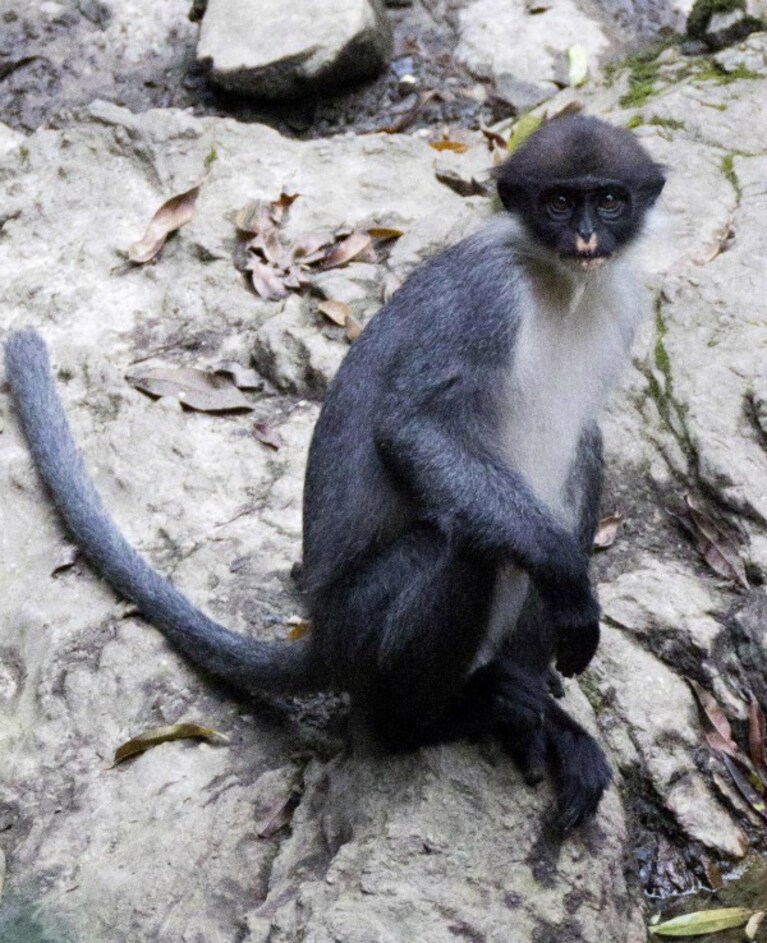 Da qualche anno gli scienziati temevano che Presbytis hosei canicrus, rara scimmia arboricola, si fosse estinta e che tra le foreste indonesiane non fosse più possibile incontrarne un solo esemplare. E invece, inaspettatamente, una recente spedizione è riuscita a scovarla.