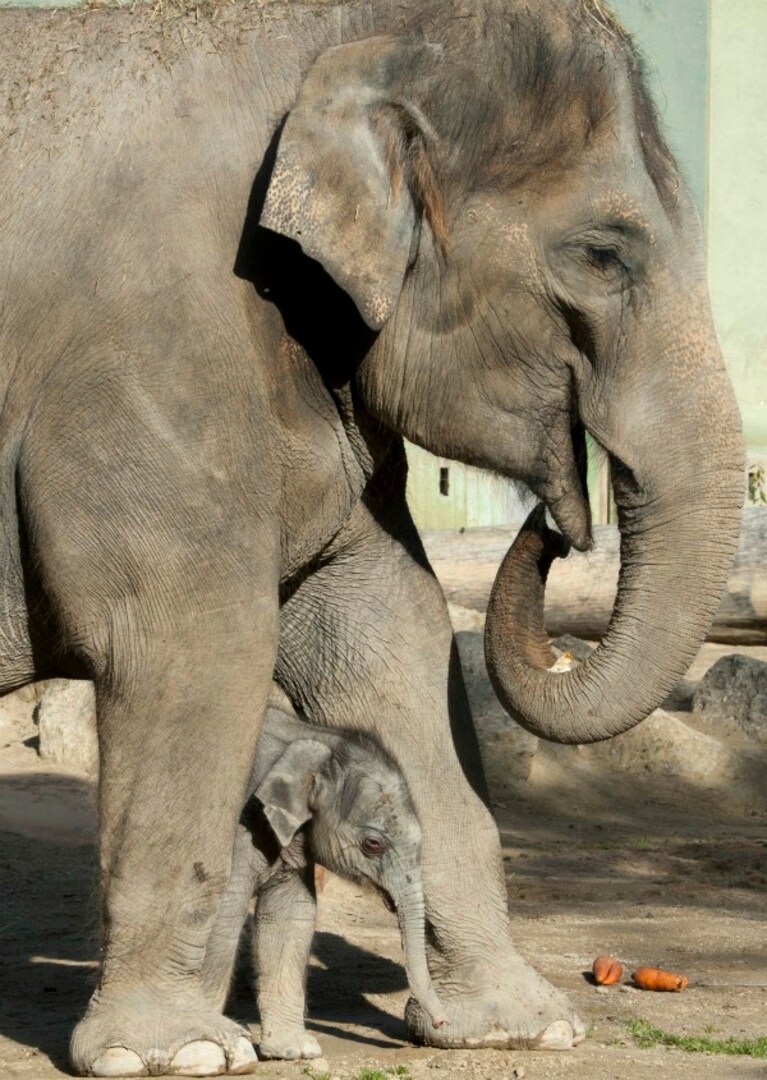 All interno dello zoo di Monaco, la morte dell'elefante Lola, tre mesi, nata con una grave malformazione cardiaca, è stata vissuta da tutti gli elefanti come un grande momento di aggregazione, i pachidermi si sono stretti attorno alla madre della piccola, condividendo il dolore per la perdita.