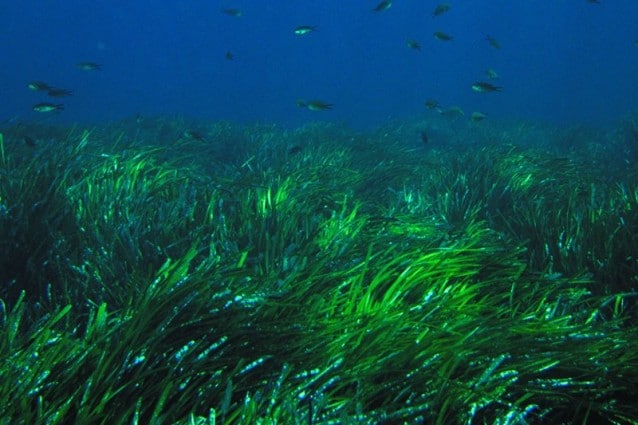 La posidonia oceanica forma delle vere e proprie praterie sui fondali del nostro Mar Mediterraneo, rappresentando un alimento ed un rifugio per molte specie animali e vegetali, oltre che un utile aiuto contro l erosione delle coste. Una recente ricerca sostiene che un immenso banco di questa pianta marina, posto tra le isole Baleari, vanterebbe 200 000 anni di vita.