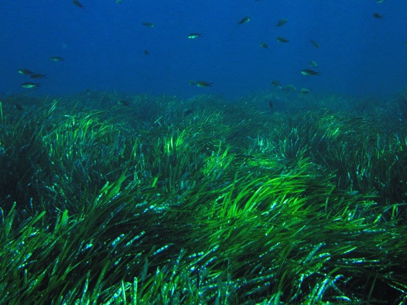 La posidonia oceanica forma delle vere e proprie praterie sui fondali del nostro Mar Mediterraneo, rappresentando un alimento ed un rifugio per molte specie animali e vegetali, oltre che un utile aiuto contro l erosione delle coste. Una recente ricerca sostiene che un immenso banco di questa pianta marina, posto tra le isole Baleari, vanterebbe 200 000 anni di vita.