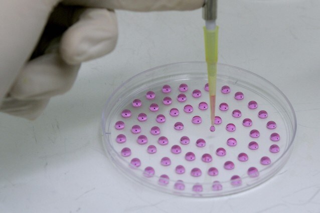 Una riserva potenzialmente infinita di ovociti in grado di assicurare la fertilità alla donna anche dopo il traguardo della menopausa o trattamenti terapeutici come la chemioterapia La nuova scoperta di alcuni ricercatori statunitensi sembra andare proprio in questa direzione, immaginando un futuro in cui l orologio biologico femminile potrebbe cambiare profondamente.