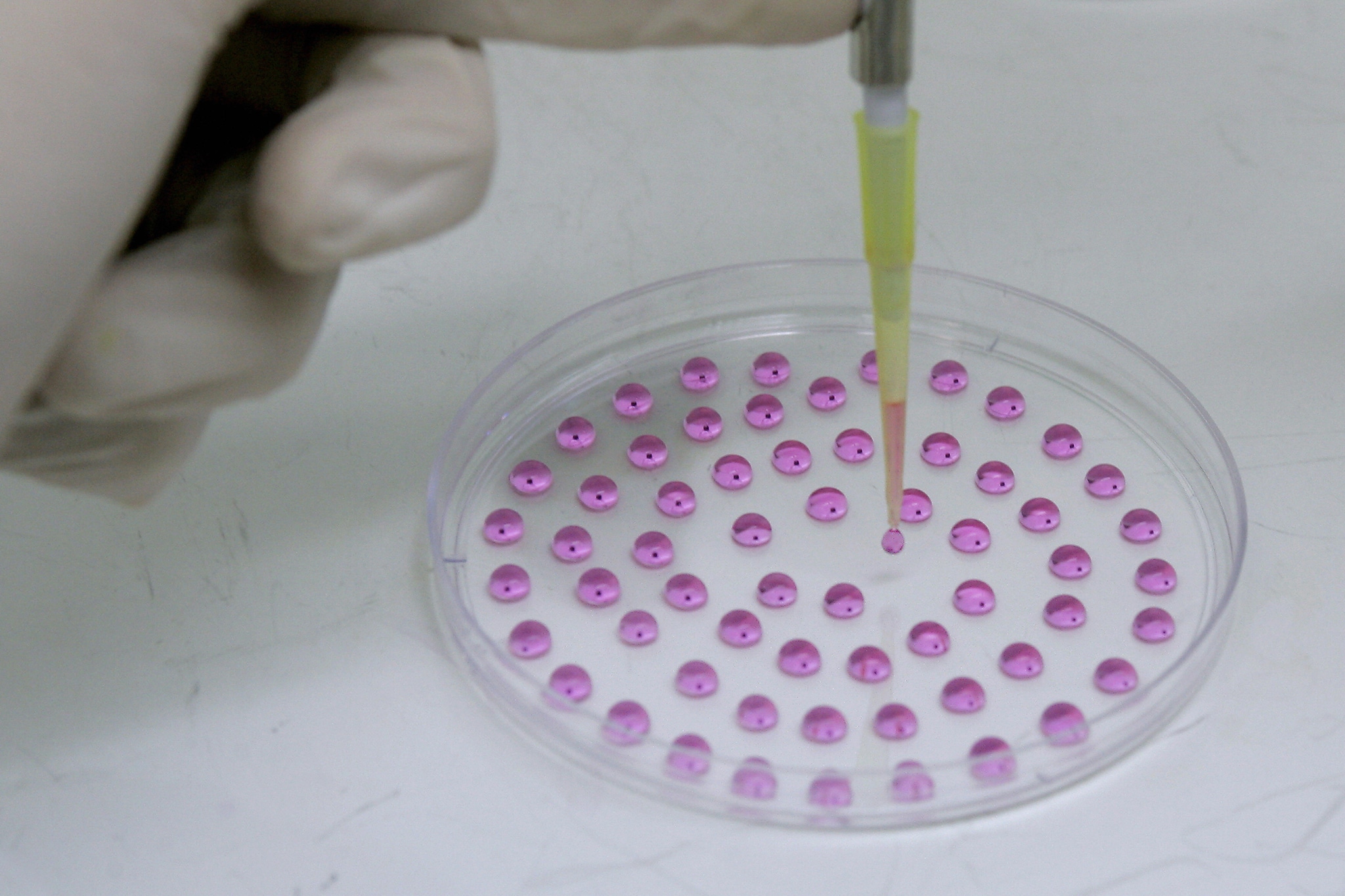 Una riserva potenzialmente infinita di ovociti in grado di assicurare la fertilità alla donna anche dopo il traguardo della menopausa o trattamenti terapeutici come la chemioterapia La nuova scoperta di alcuni ricercatori statunitensi sembra andare proprio in questa direzione, immaginando un futuro in cui l orologio biologico femminile potrebbe cambiare profondamente.