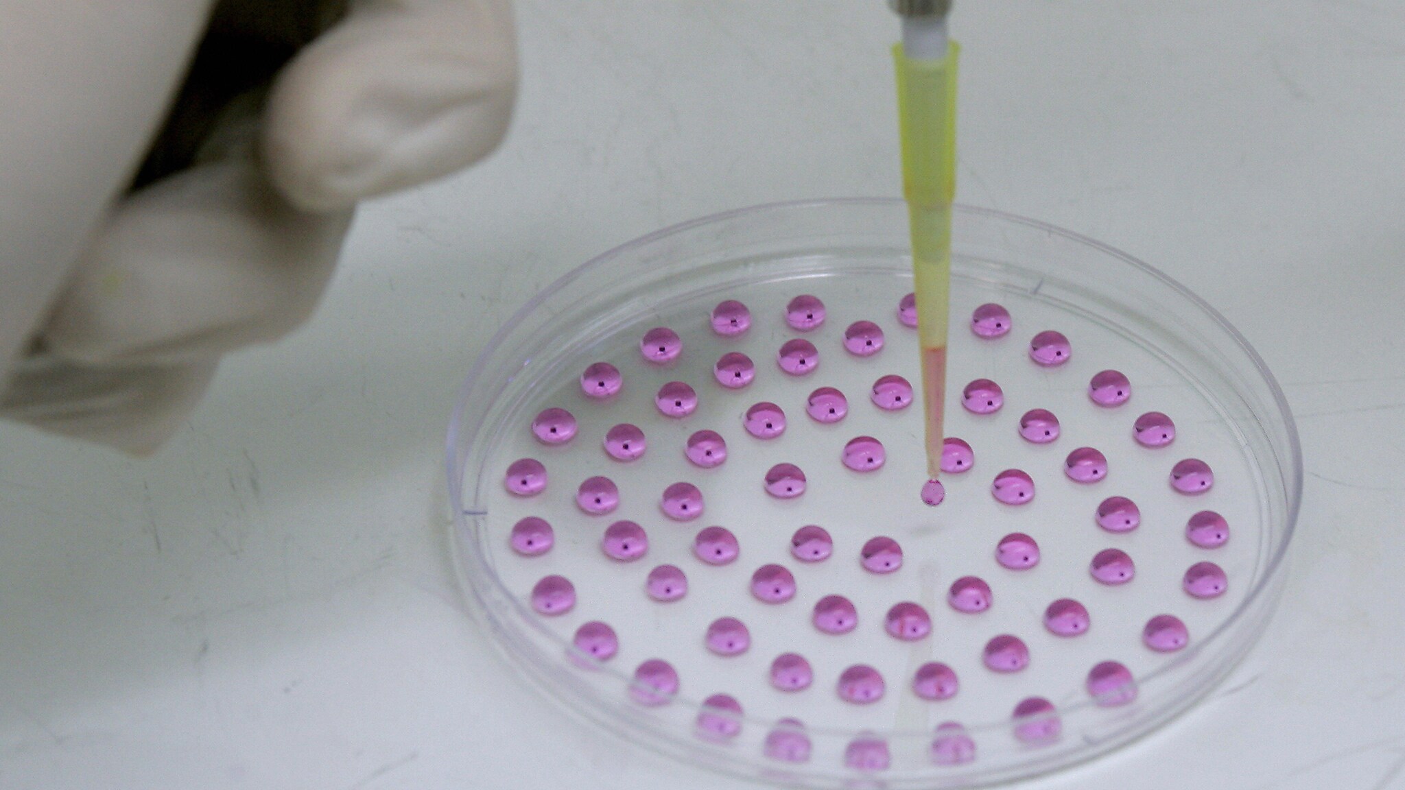 Una riserva potenzialmente infinita di ovociti in grado di assicurare la fertilità alla donna anche dopo il traguardo della menopausa o trattamenti terapeutici come la chemioterapia La nuova scoperta di alcuni ricercatori statunitensi sembra andare proprio in questa direzione, immaginando un futuro in cui l orologio biologico femminile potrebbe cambiare profondamente.