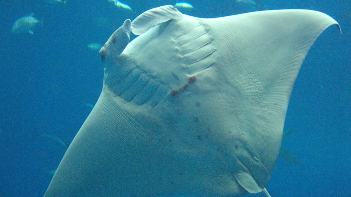 La medicina tradizionale cinese attribuisce proprietà curative alle branchie di questo splendido animale. Per questa ragione, nei mari, la manta sta diventando sempre più rara, secondo la denuncia di sharksavers.