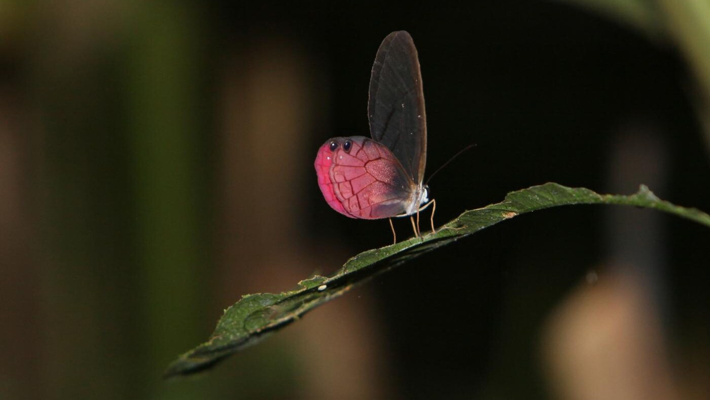 Il Parco Nazionale Yasunì, in Ecuador, è una delle aree a maggiore biodiversità del pianeta, riserva mondiale della biosfera UNESCO. I giacimenti petroliferi del suo sottosuolo minacciavano questo immenso patrimonio ambientale che, fortunatamente, per il momento è salvo, assieme ai suoi abitanti, grazie all iniziativa del Presidente Rafael Correa.