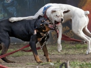 Camionista sbranato dai cani