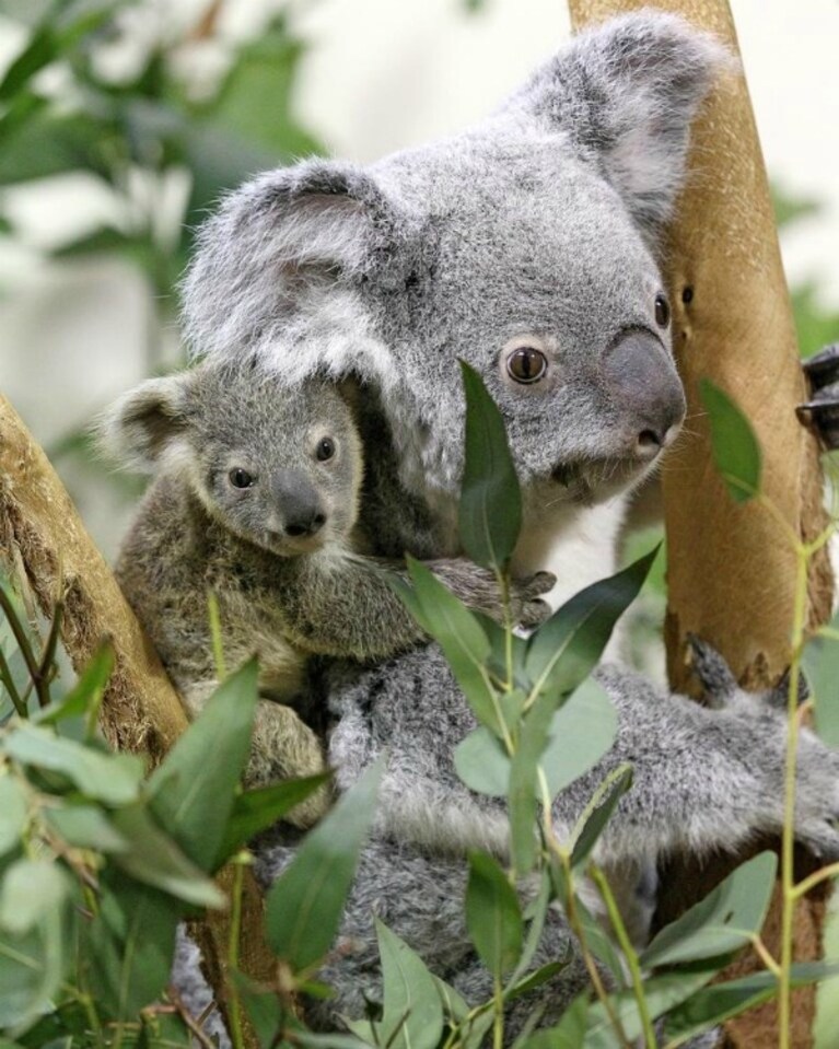 Il koala si sta trovando ad affrontare sfide sempre più difficili, negli ultimi anni, la perdita dell habitat, i cambiamenti climatici e, infine, la diffusione di un batterio mortale tra gli esemplari della regione australiana del Queensland, stanno mettendo a dura prova quello che è, probabilmente, uno degli animali più amati.
