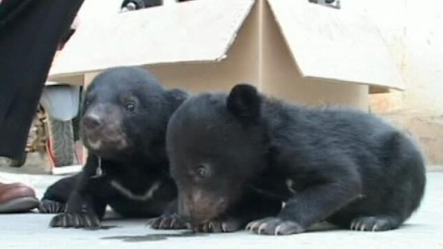 orso bruno