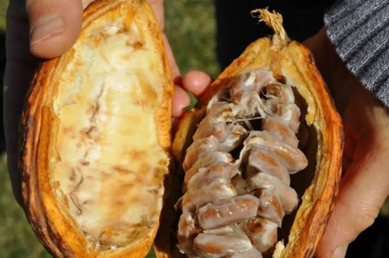 I benefici del cioccolato, purché fondente, sono numerosi ed investono molti aspetti della nostra salute, dal miglioramento dell umore fino all abbassamento del rischio di malattie cardiovascolari. E, secondo un recente studio, tra questi benefici effetti rientrerebbe anche la perdita di peso.