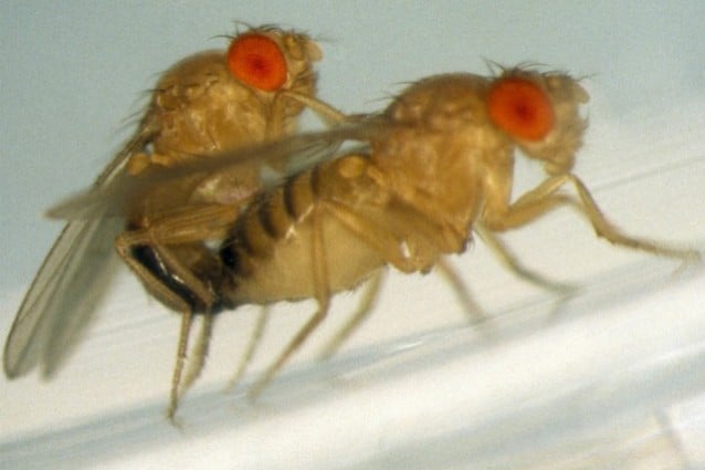 Quando il maschio del moscerino della frutta, Drosophila melanogaster, viene rifiutato dalla femmina compensa la propria insoddisfazione sessuale assumendo quantità elevate di alcol fino all intossicazione.