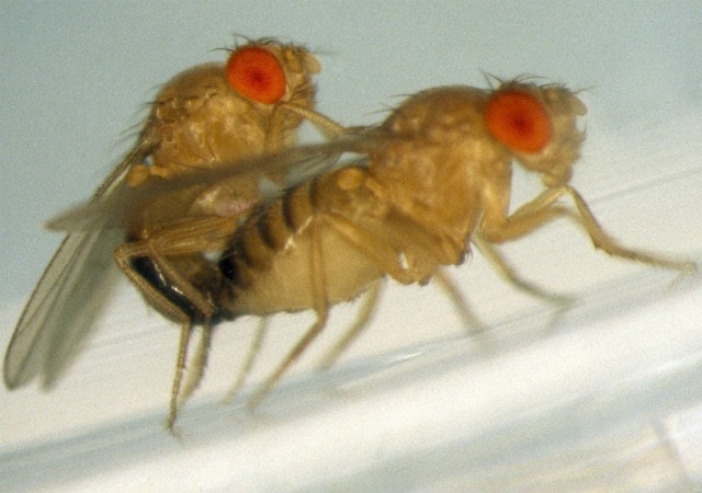 Quando il maschio del moscerino della frutta, Drosophila melanogaster, viene rifiutato dalla femmina compensa la propria insoddisfazione sessuale assumendo quantità elevate di alcol fino all intossicazione.