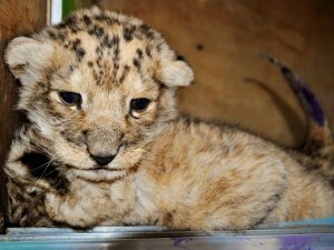 In italiano li chiameremmo ligri in inglese si chiamano tigon, sono i piccoli nati dall'incrocio di una tigre con un leone. Questi meravigliosi cuccioli sono una vera rarità in natura.