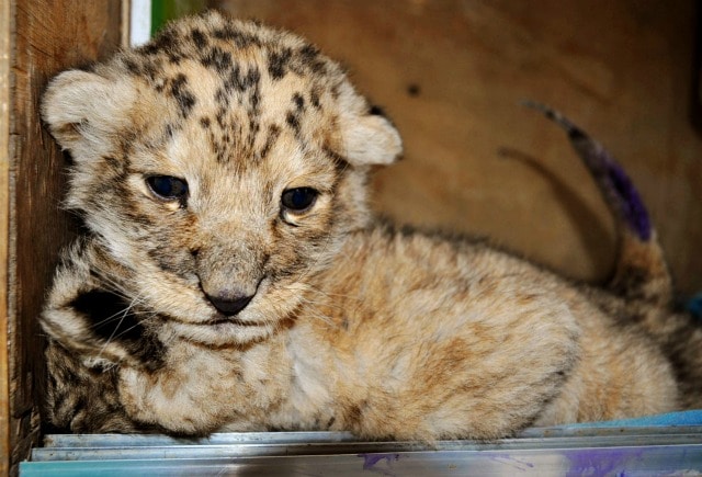 In italiano li chiameremmo ligri in inglese si chiamano tigon, sono i piccoli nati dall'incrocio di una tigre con un leone. Questi meravigliosi cuccioli sono una vera rarità in natura.