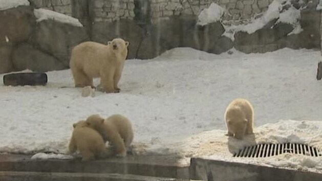 Orsetti polari zoo