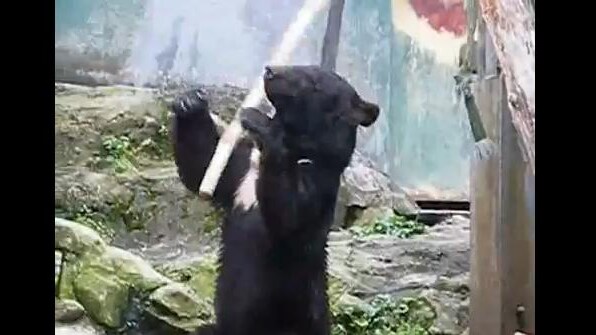 Orso kung fu