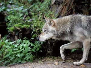 Le feroci abitudini alimentari del lupi hanno dato origine, in passato, a terrori e racconti di cui ancora si ritrovano tracce nel sentire popolare. Così, al recente ripopolamento di alcune aree europee ha corrisposto la paura di attacchi nei confronti di bestiame ed esseri umani. Uno studio tedesco ha cercato di fare luce sulla questione.