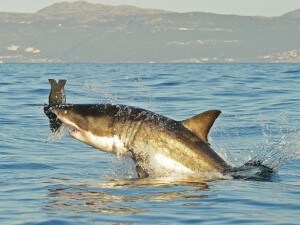 Il singolare modo di reagire al riscaldamento globale degli squali, che starebbero incrementando ed intensificando il proprio accoppiamento, desta molti interrogativi tra i ricercatori, ma è bene ricordare che la popolazione degli squali, in molte aree del pianeta, è addirittura minacciata di estinzione a causa della pesca.