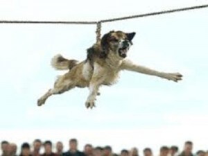 Dog-spinning