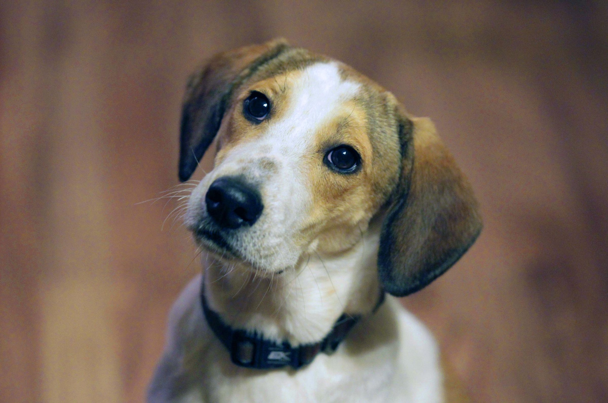 La notizia è quella della tassa che andrebbe a colpire i proprietari di animali domestici, imposta necessaria per combattere il randagismo ma che sta suscitando aspre critiche contro il governo. Eppure, in passato, i cani erano già tassati.