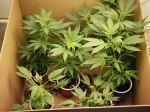 La proposta di legge è stata approvata dal Consiglio regionale toscano e darà la possibilità ai cittadini della regione di acquistare farmaci a base di cannabis come terapia contro il dolore.