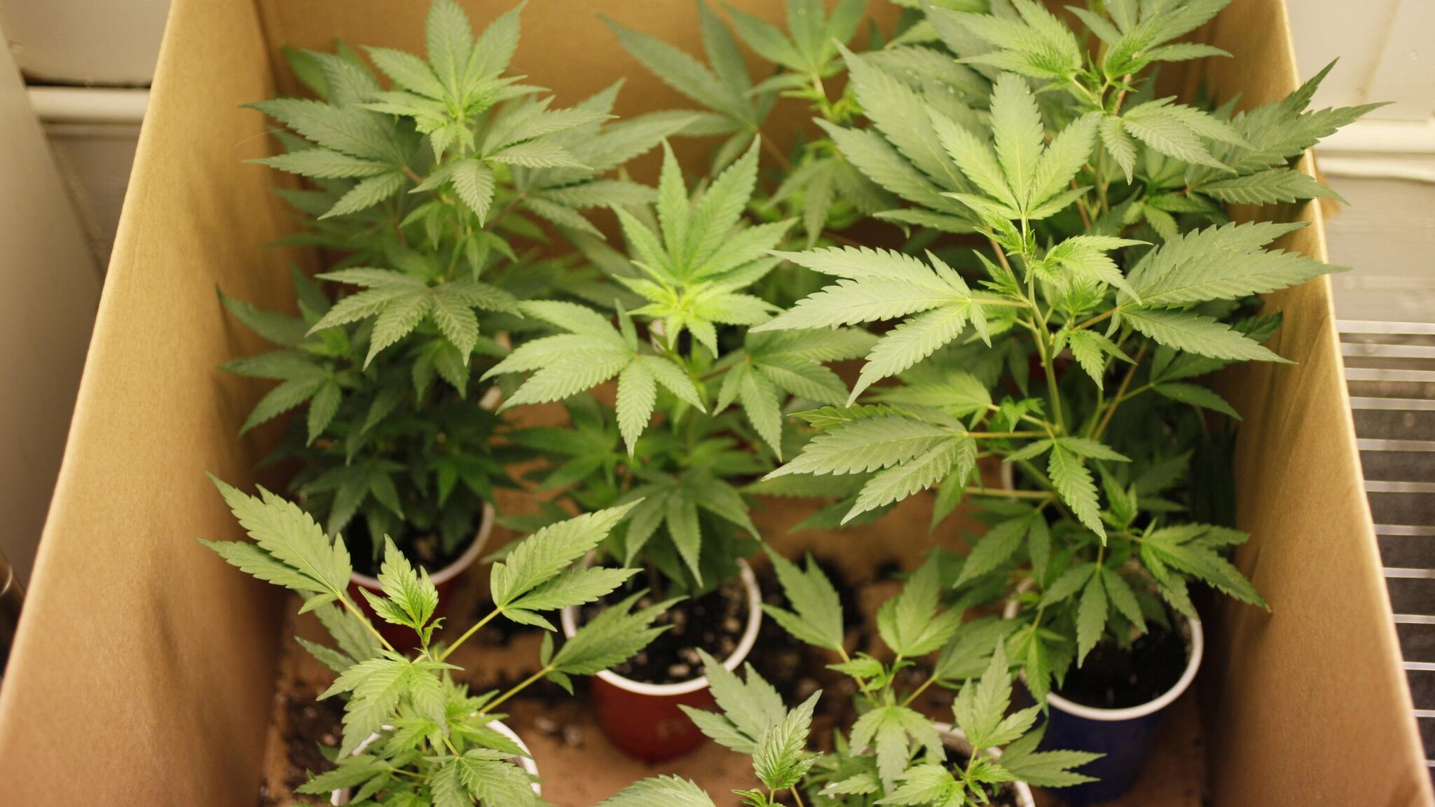 La proposta di legge è stata approvata dal Consiglio regionale toscano e darà la possibilità ai cittadini della regione di acquistare farmaci a base di cannabis come terapia contro il dolore.