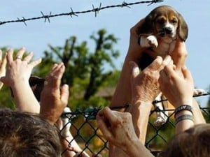La Forestale sequestra Green Hill: "I Beagle vengono maltrattati"