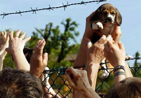 La Forestale sequestra Green Hill: "I Beagle vengono maltrattati"