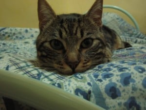 A Scuola Di Vita Con Un Gatto Autori Fanpage