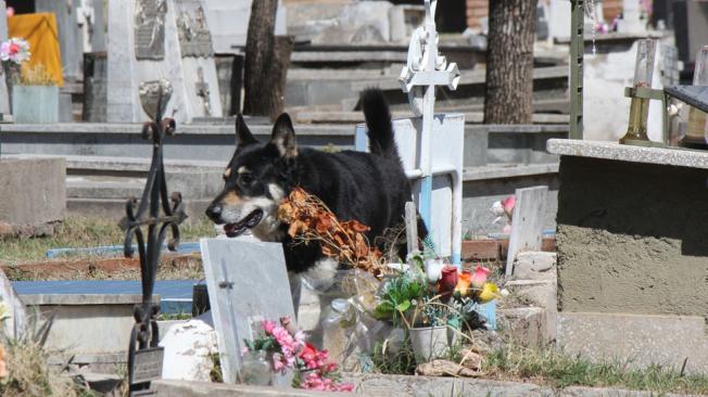 Capitano, il cane che dopo sei anni vigila ancora la tomba del padrone