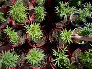 CANNABIS-LEGALIZATION