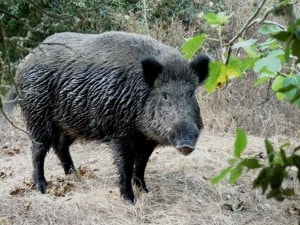 Strana giornata quella vissuta in un cimitero di Castellammare di Stabia dove, intorno alle 8 di questa mattina, a un contadino è scappato un cinghiale. E da qui è nata la singolare “battuta di caccia” tra le lapidi.
