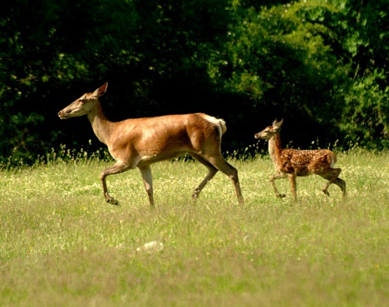 cerbiatto con mamma