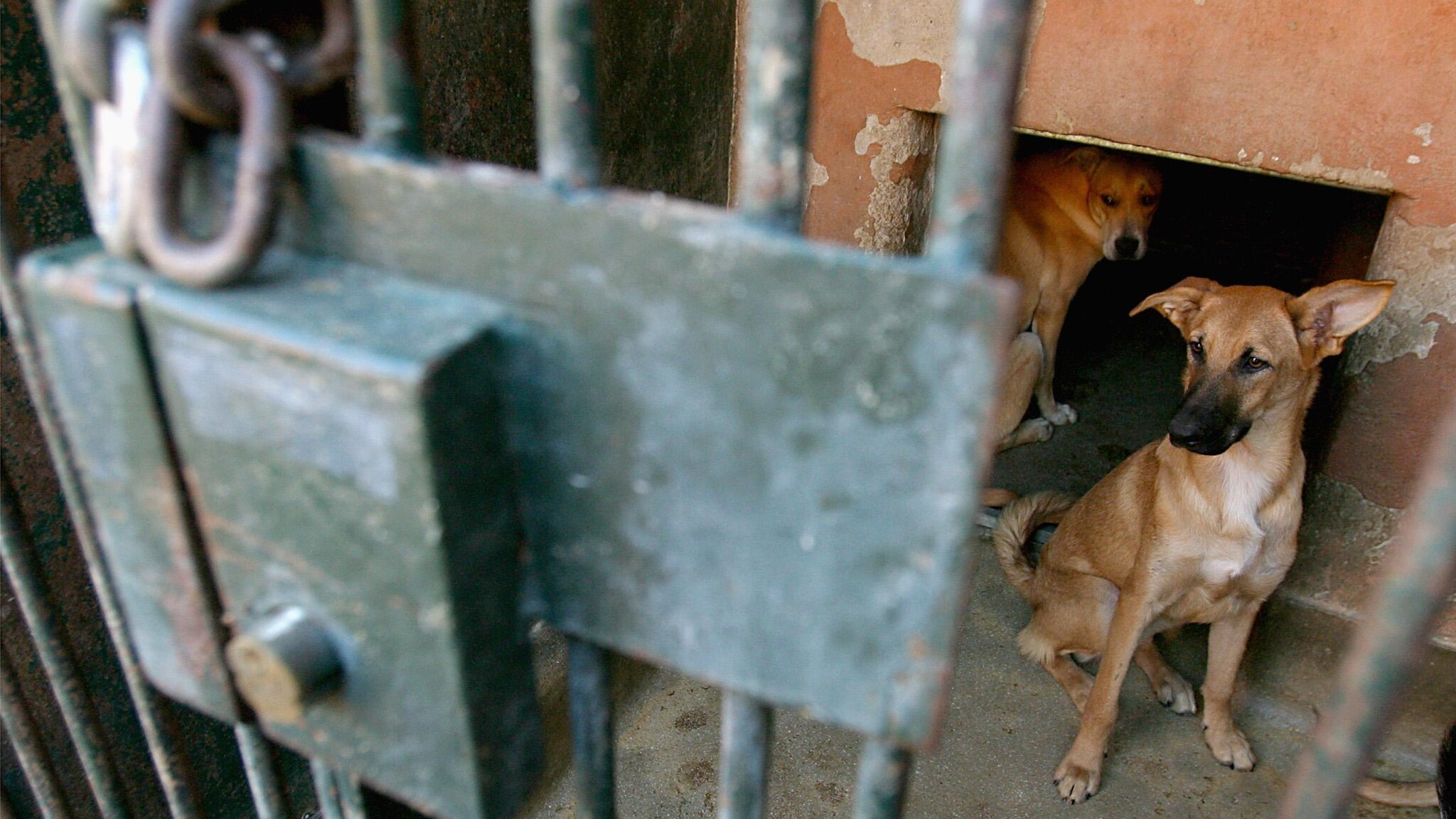 Si tratta del canile comunale nel centro in provincia di Taranto, affidato in gestione a un’associazione di volontariato. I controlli hanno evidenziato la presenza di cani “detenuti”, tanti affetti da rogna e leishmaniosi, in una pessima struttura.
