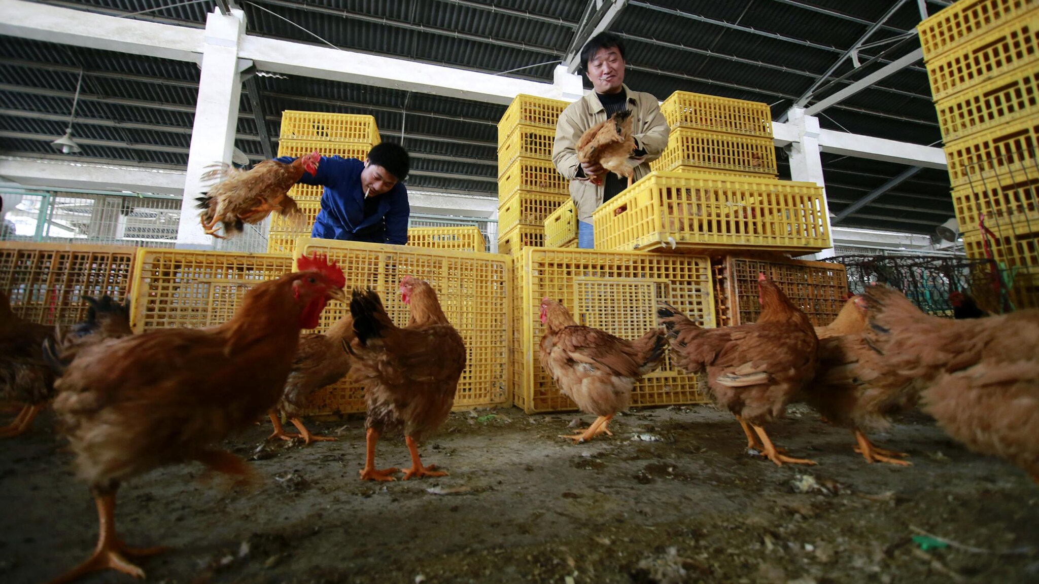 Cresce il bilancio del virus H7N9 in Cina, dove l’infezione è arrivata anche a Pechino e nella provincia centrale dello Henan. Virus riscontrato nella capitale in una bambina di 7 anni e uno di 4, che non ha sintomi.