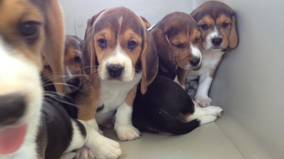 I cani dell’allevamento di Montichiari (Brescia) che la scorsa estate erano stati affidati a centinaia di famiglie restano sotto sequestro preventivo. Lo ha confermato il Tribunale del Riesame di Brescia. Lav: “Nuova positiva tappa della vicenda giudiziaria”.