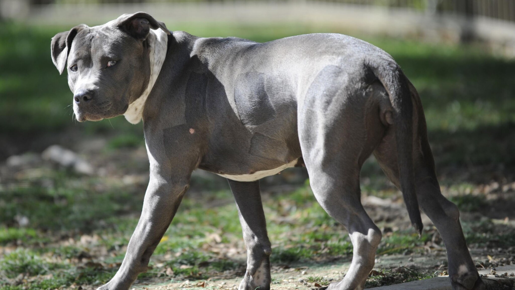 La vittima aveva 63 anni, è morta durante la corsa in ospedale. Stava facendo jogging nella contea di Los Angeles. È stato fermato il proprietario dei cani.