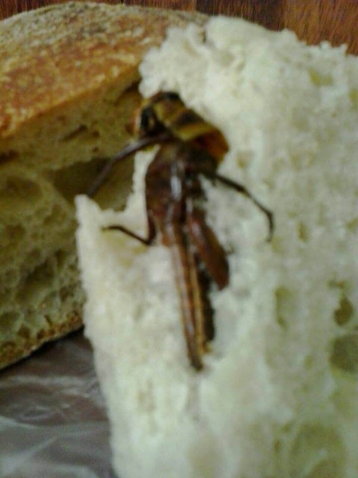 L’insetto trovato nel pane (Foto di Francesco Emilio Borrelli)