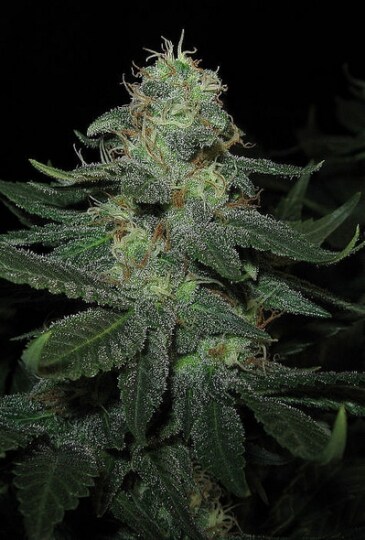 Sour Diesel