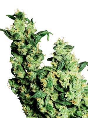 Jack Herer