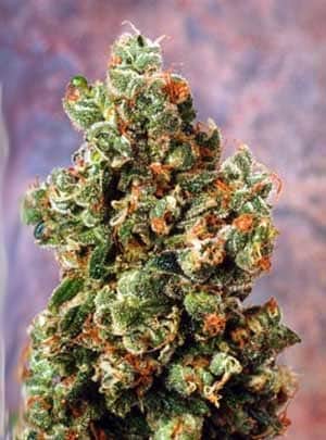 Skunk