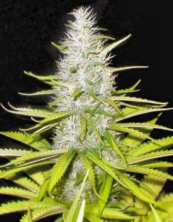 White Widow
