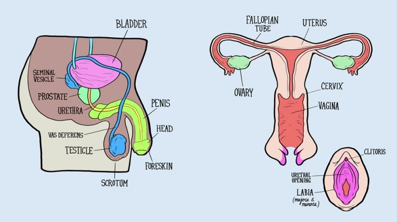 Non chiedete a uomini e donne di descrivere il loro apparato riproduttivo!